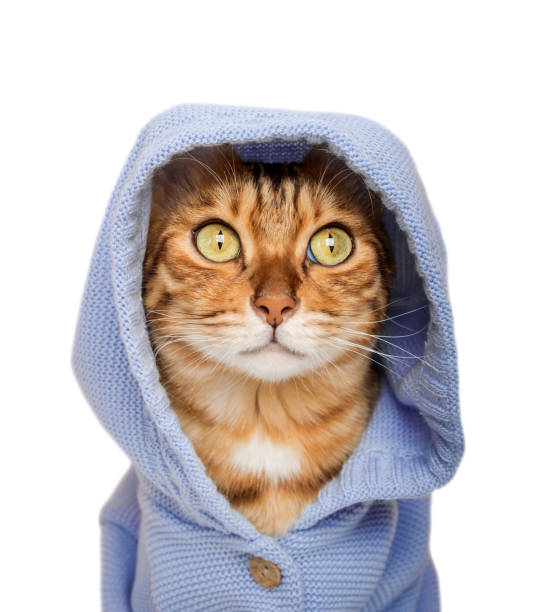 istock Red cat in a hood on a white background. 1635926537