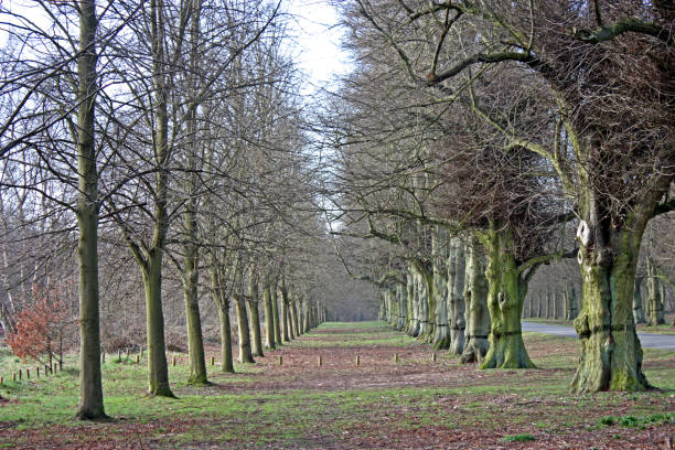istock Avenue of Lime Trees. 1635929476
