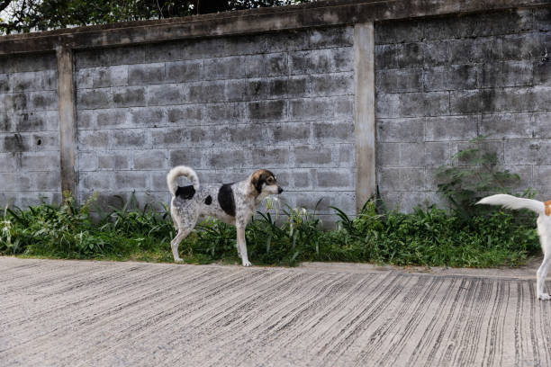 Street, dog, asia.