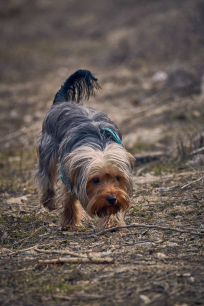 istock Terrier on the alley in the park 1635944549