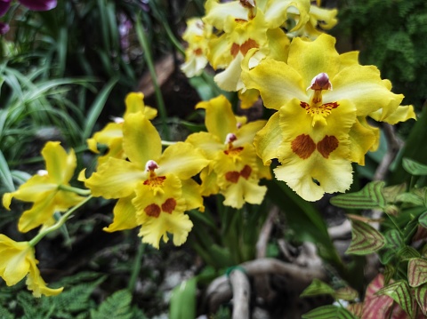 Oncidium is a species of orchid from the subfamily Epidendroideae.