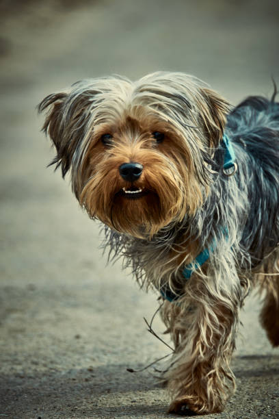 istock Terrier on the alley in the park 1635963155