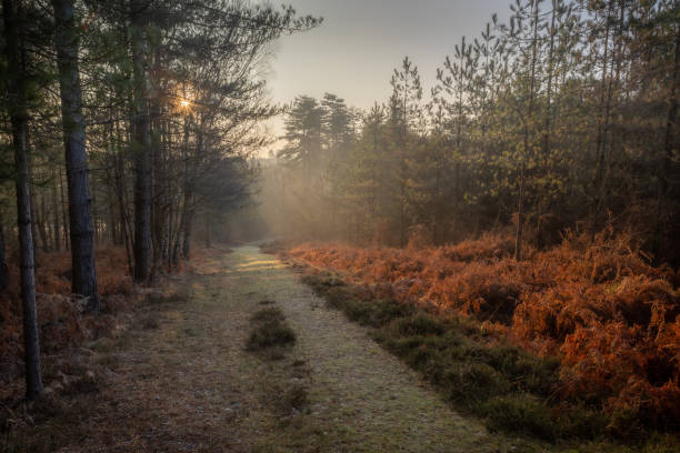 paisaje matutino de bosque brumoso - glade england autumn forest fotografías e imágenes de stock