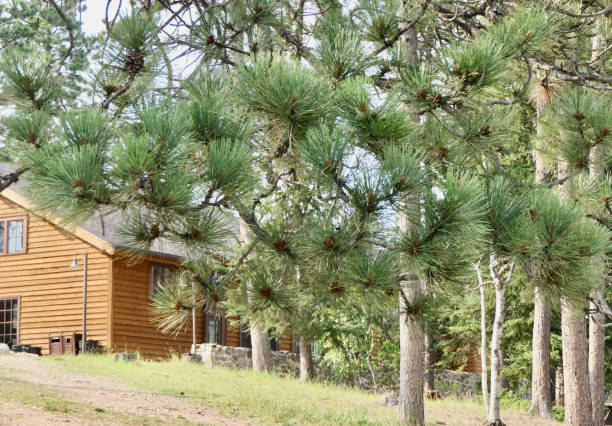 istock Cabin in the pine forest 1635970447