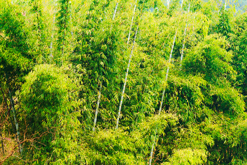 Japan, Kyoto: a photo of bamboo forest