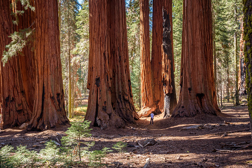 Woman hiker standing at the foot giant sequoias on a sunny autumn morning. Scale of the giant sequoias concept. Sequoia National Park, CA, USA.