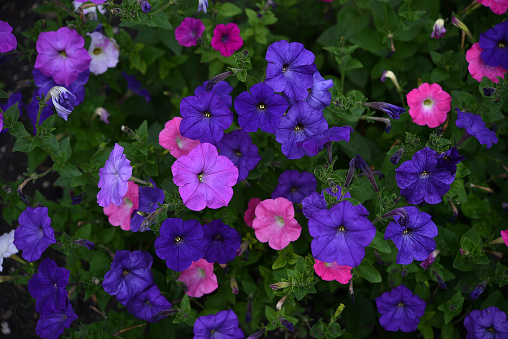 Colorful large petunia flowers in the summer garden. Petunia nyctaginiflora Juss.