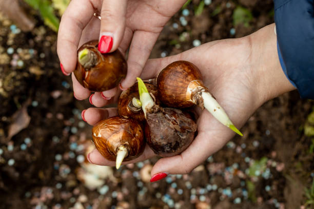 istock hands holding daffodil bulbs before planting in the ground 1635985693