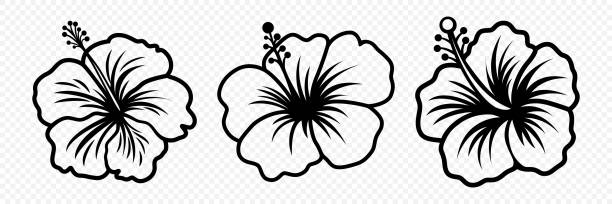ilustraciones, imágenes clip art, dibujos animados e iconos de stock de vector monocromo contorno tinta hibiscus. conjunto de rosas chinas. elementos de diseño floral. icono lineal en blanco y negro de flor de hibisco, tatuaje. flores de hibisco aisladas - hibisco