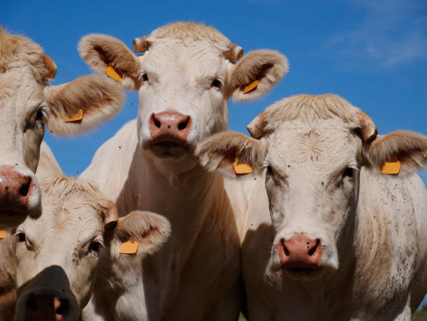 istock White cows in the French countryside 1635998187