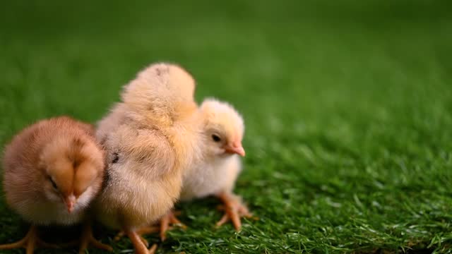 Newborn Little Cute Chicks