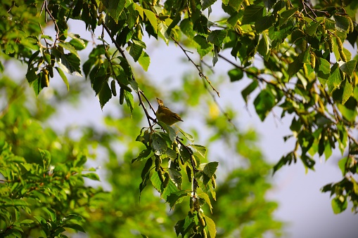 A grey flycatcher perches on a branch illuminated by sunlight.