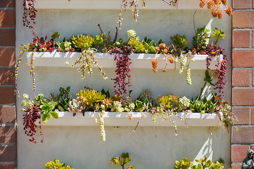 Vertical garden of succulents designed for a small space