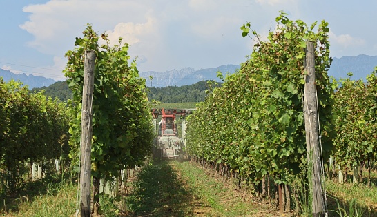 Tractor with a trimmer for vine at work in a row of vineyard.