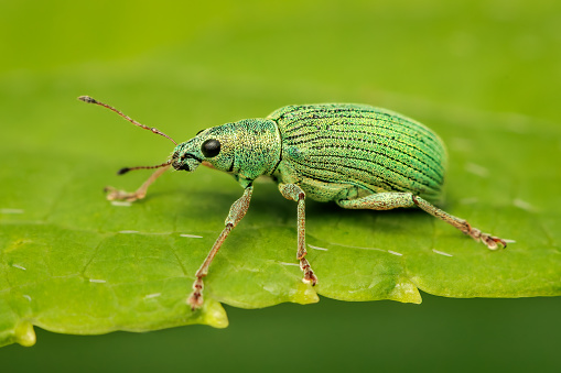small green leaf weevil on a green leaf with blurred background and copy space