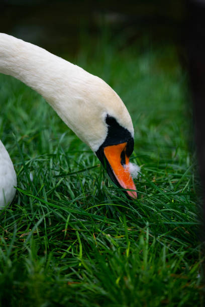 istock Close-up of the swan 1636059928