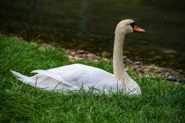 Close-up of the swan