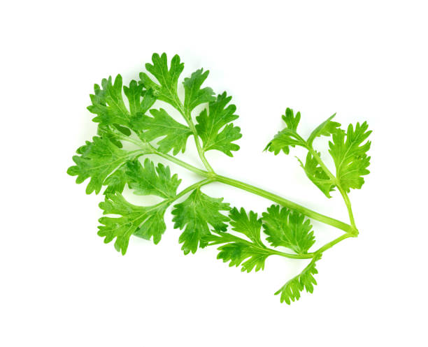 istock leaf Coriander or Cilantro isolated on white background ,Green leaves pattern 1636061604