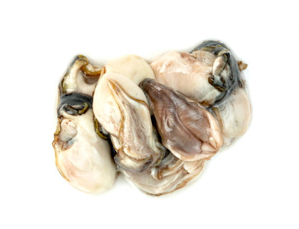 oysters isolated on a white background - pacific oyster imagens e fotografias de stock