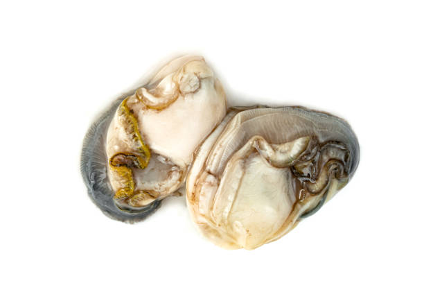 oysters isolated on a white background - pacific oyster imagens e fotografias de stock