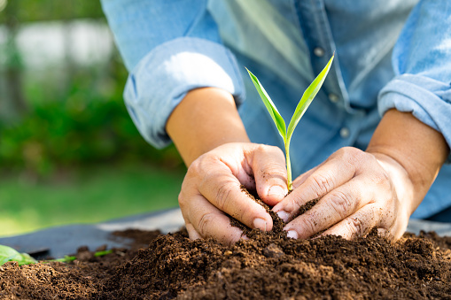 Gardener woman plant a tree with peat moss organic matter improve soil for agriculture organic plant growing, ecology concept.