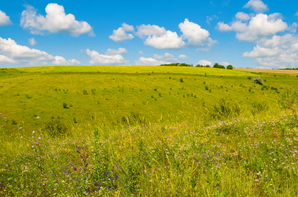 istock Hilly green field and blue sky. 1636067870