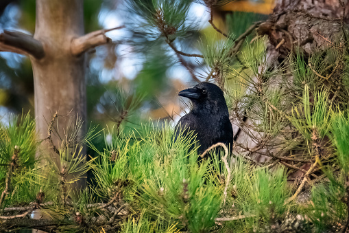 Black adult carrion crow, corvus corone, perched in a pine tree, with soft green foliage background.