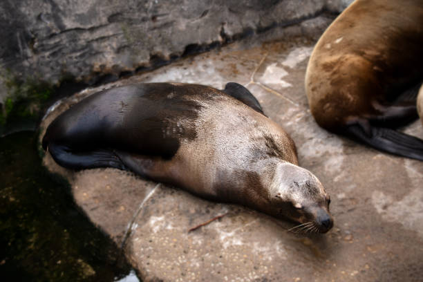 istock Close-up of seal on rock sleeping 1636077453