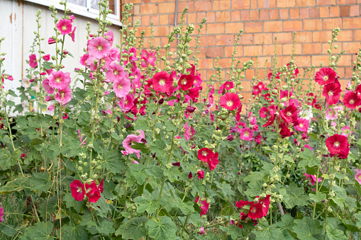photo of blooming colorful Hollyhocks flowers blooming outside