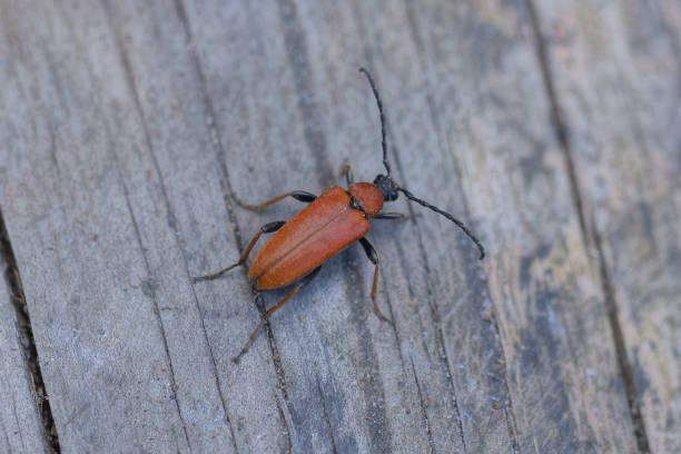 istock big red beetle sits on a gray wooden table 1636081165