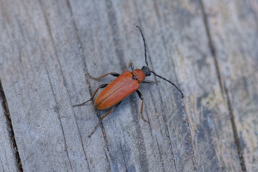 one big red beetle sits on a gray wooden table