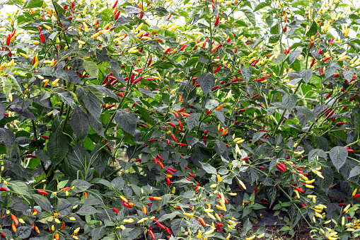 Tabasco pepper ready to be harvested, in La Unión Valle del Cauca Colombia.