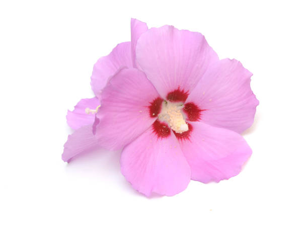 istock Pink hibiscus flower 1636085313