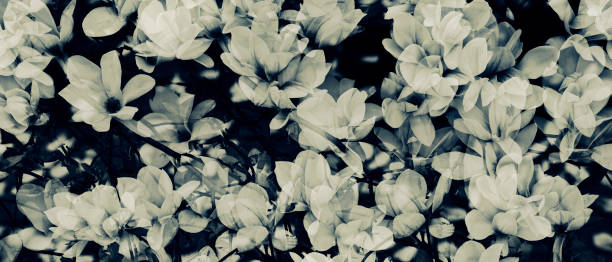 istock Magnolia flowers background 1636085935