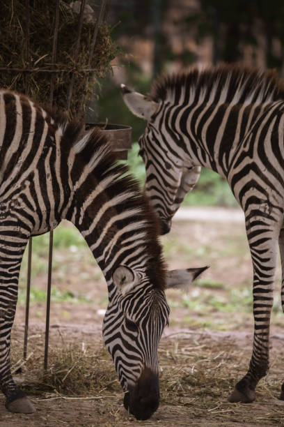 istock Zebras at the zoo 1636088290