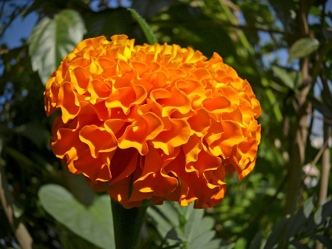 Orange Marigold flower, Calendula officinalis Linn, N.O. Compositae