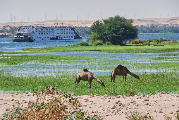 Luxury Nile river cruise ship close to Aswan in Egypt, with Dromedary standing at a marshy riverbed in Egypt.