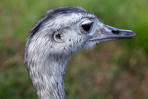 Emu portrait In Palm Desert, California, U.S.A.