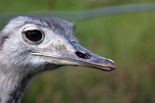 Close-up view of a grey pelican (Pelecanus philippensis)