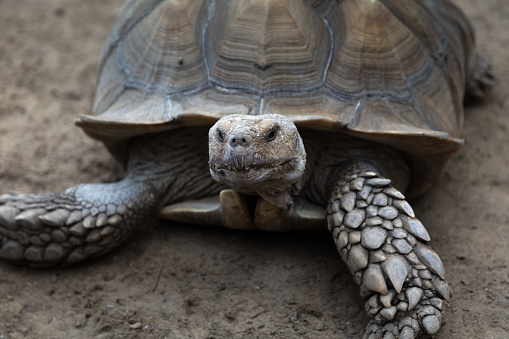 Also known as  Sulcata  or Spur Thigh, it is the third largest tortoise species  in the world.