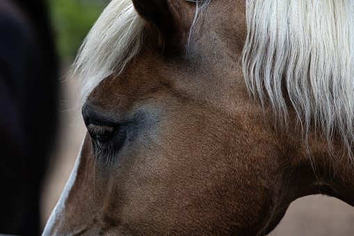 Side view of a horse face.