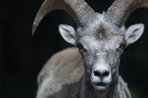 Close up of stuffed male mouflon with big curved horns on white background. Shallow depth of field