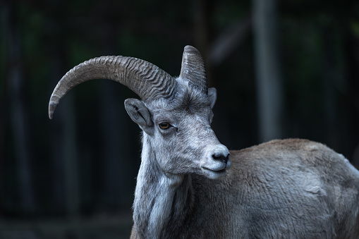Also called Stone sheep or Thinhorn mountain sheep, they can be found in British Columbia and Yukon.