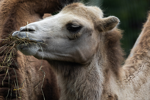 Close-up shot of a camel eating some hay