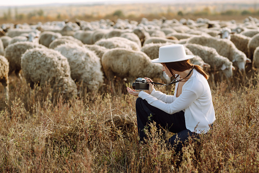Fashion woman in stylish clothes and a hat with a camera poses in a field with a herd of sheep. The concept of fashion, style.
