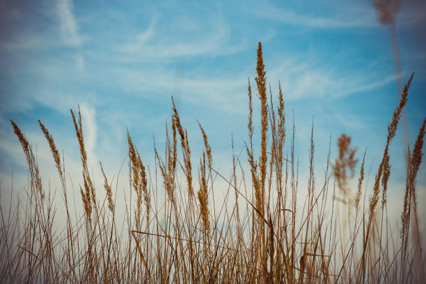 istock Yellow grass on the background of the blue sky 1636118039