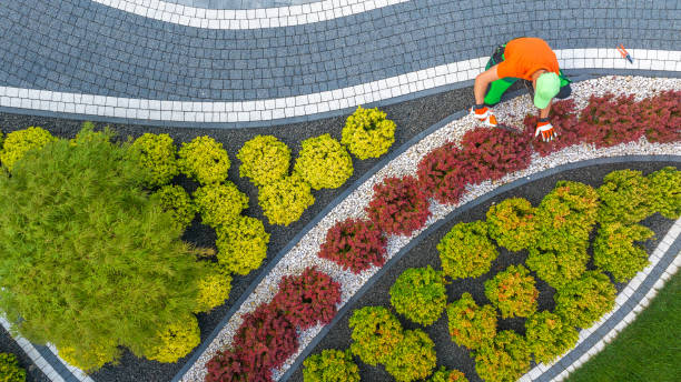istock Gardener Shaping Back Yard Garden Plants Using a Trimmer 1636119135
