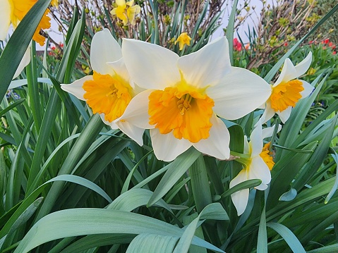 View of a yellow crocus flowers in garden.
