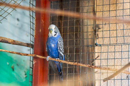 A blue canary trapped in a bird cage