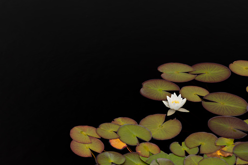 Water lily